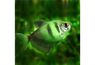 Тернеция GloFish полосатая зеленая 2,5-3 см