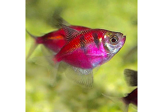 Тернеция GloFish полосатая красная 2,5-3 см