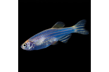 Данио GloFish синяя 1,5-2 см