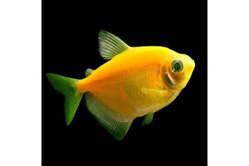 Тернеция GloFish желтая 2,5-3 см