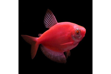Тернеция GloFish красная 4-5 см