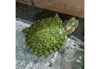 Красноухая черепаха - 4-6 см