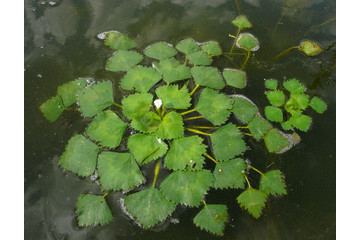 Водный орех (Чилим) плавающее растение