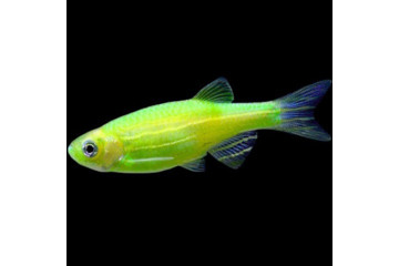 Данио GloFish зеленая 1,5-2 см