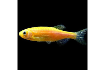 Данио GloFish желтый - 1,5-2 см