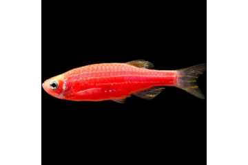 Данио GloFish красный - 1,5-2 см