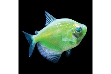 Тернеция GloFish зеленая 2,5-3 см