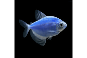 Тернеция GloFish синяя 2,5-3 см
