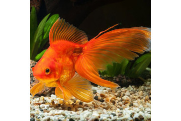 Золотая рыбка - 5 см