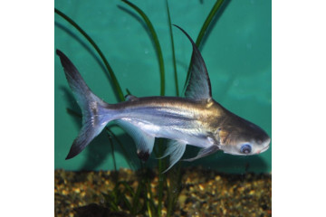 Пангасиус обыкновенный, Акулий сом - 7 см