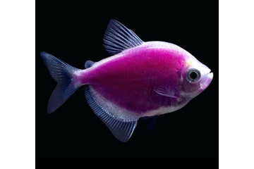 Тернеция Glofish фиолетовая - 2,5-3 см
