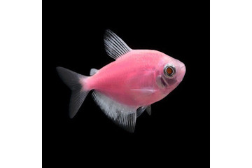 Тернеция Glofish розовая - 2,5-3 см