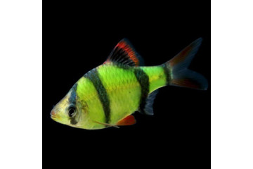 Барбус суматранский GloFish зеленый - 1,5 см