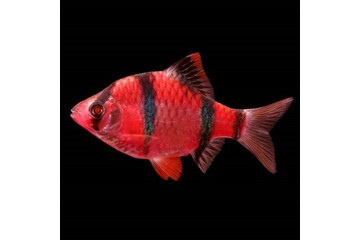 Барбус суматранский GloFish красный - 1,5 см