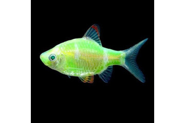 Барбус суматранский GloFish салатовый - 1,5 см
