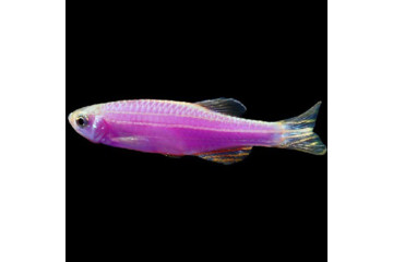 Данио GLOFISH фиолетовый - 1,5-2 см